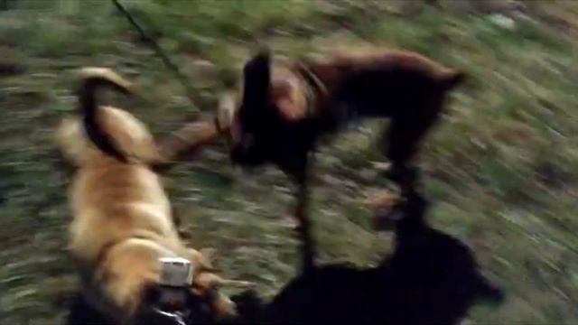 Собаки на прогулке, боксер против поводка. Dogs on a walk, a boxer against a leash. смотреть онлайн