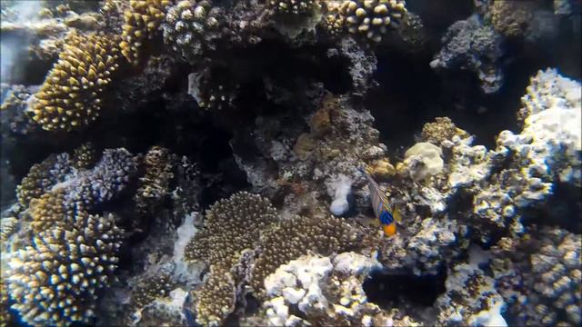 Египет 2017 смотреть онлайн