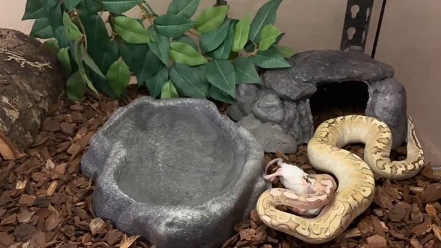 Bamboo ball python slow motion FEEDING смотреть онлайн