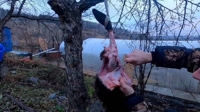 КАК РАЗДЕЛАТЬ БОБРА?!ПОКАЗЫВАЮ ПОДРОБНО!ОХОТА НА БОБРА.