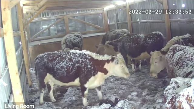 какое зерно можно давать телятам какие уколы нужно делать на третий день после отела смотреть онлайн