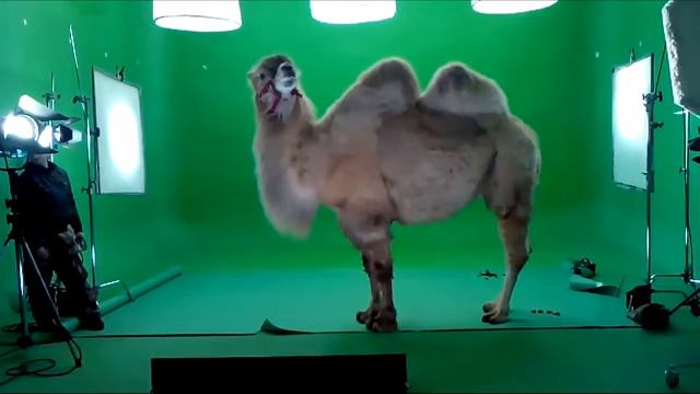 Верблюд для фотосессии| 8(916)702-1108 (Москва) смотреть онлайн