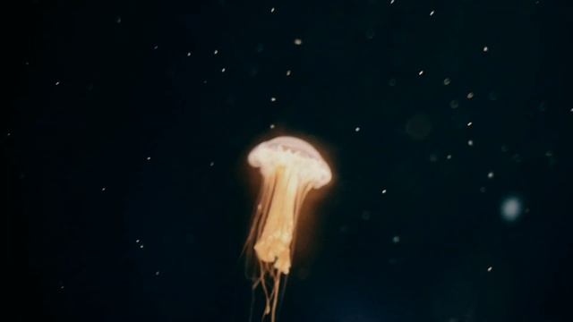 удивительный мир животных| Amazing Animal World