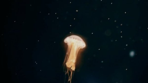 удивительный мир животных| amazing animal world