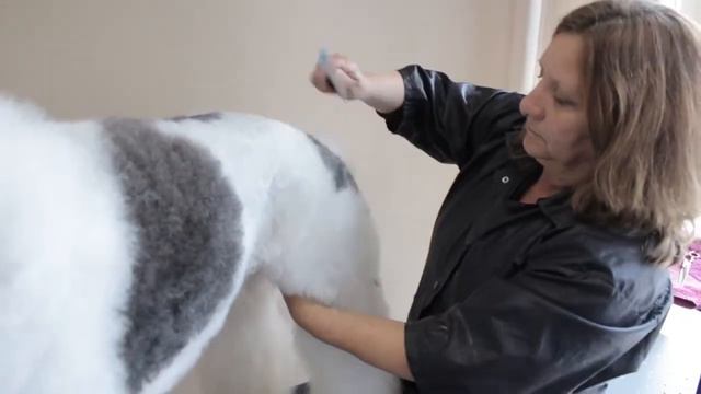 Poodle Grooming Part 2 HD