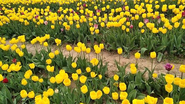 Квіти Релакс Музика. Музика для сну. Музика для відпочинку. Beautiful Flowers ~The Best Relax Music смотреть онлайн