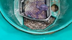 Септик Термит, принцип работы