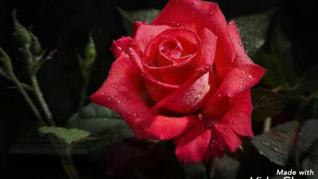 Lovely slide rose song смотреть онлайн