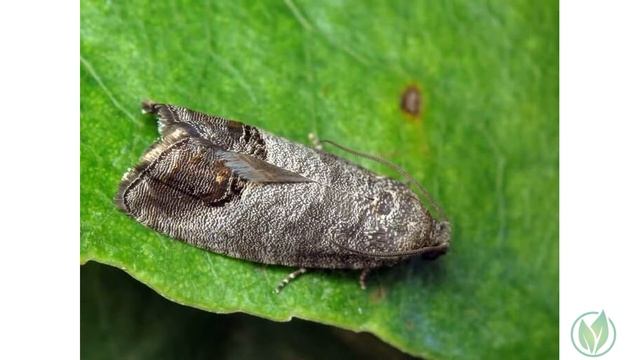 6 обработок сада от вредителей, чтобы достичь прекрасный урожай. смотреть онлайн