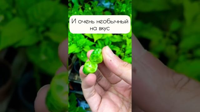 Необычно конечно ?#сад #огород #дача #огурец #арбуз #мутант смотреть онлайн