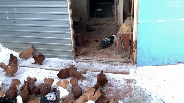 Троицкие голуби Ивана Михайловича. Самарская обл. 2022 смотреть онлайн