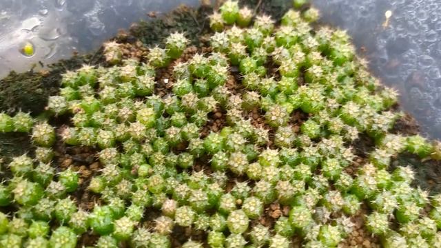 Gymnocalycium cacti from seeds by KADAMA PUMICE STONE after 4 month (update 16.09.2020) смотреть онлайн