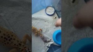 Как какает эублефар?