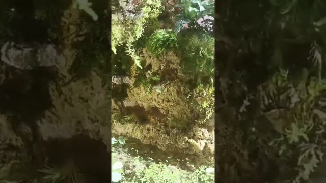 Полюдариум из ракушняка смотреть онлайн