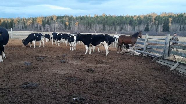 стадо коров и БЫК злой смотреть онлайн
