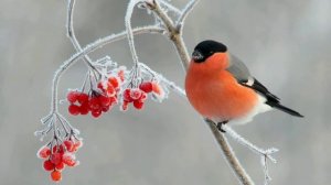 Интересные факты о снегирях