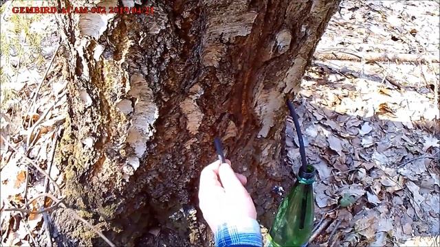 Березовый сок легко и просто смотреть онлайн
