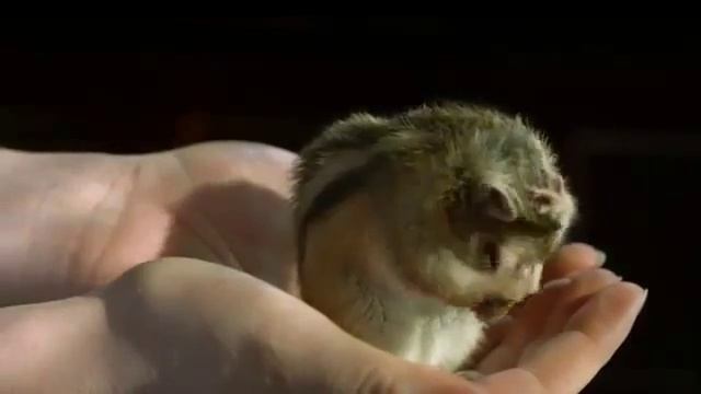 Хомячок замедленная съемка/Интересное видео 2016 смотреть онлайн