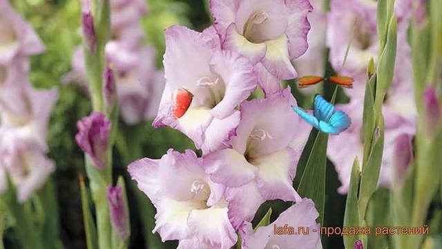 Гладиолус крупноцветковый Тампере (tampere) ? обзор: как сажать, луковицы гладиолуса Тампере смотреть онлайн