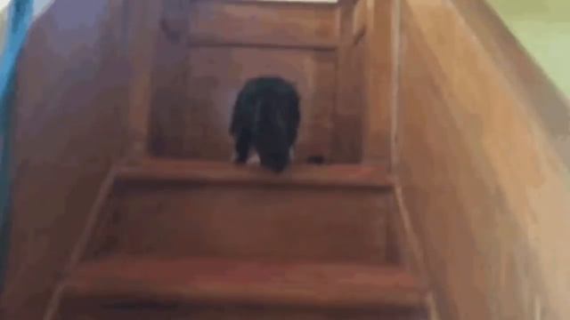 КОШКА ПРИШЛА В МЕЧЕТЬ ,ЧТО СДЕЛАЛ ИМАМ ПОРАЗИТЕЛЬНО смотреть онлайн