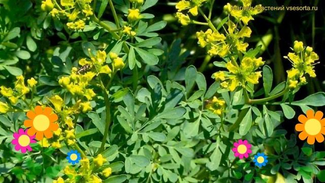 Рута душистая. Краткий обзор, описание характеристик, где купить саженцы ruta graveolens смотреть онлайн