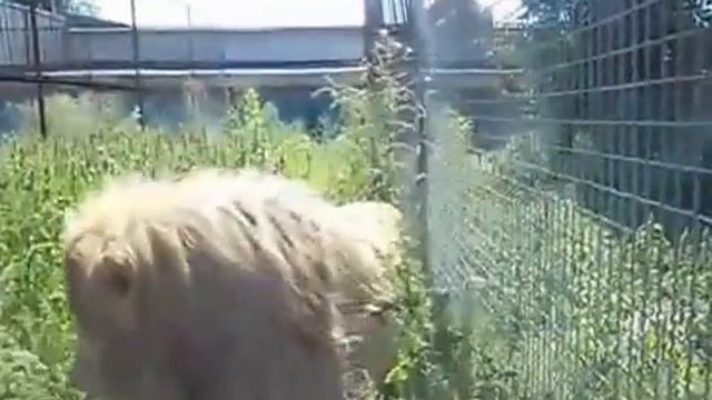 Львиная Новость №9. НОВОРОЖДЕННЫЕ ЛЬВЯТА смотреть онлайн