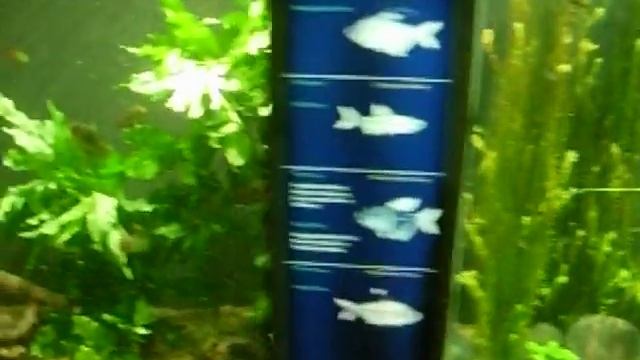 The Montreal Biodome - St Lawrence Marine Ecosystem смотреть онлайн