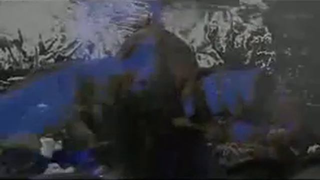 ВАРГАН ВОРОН смотреть онлайн