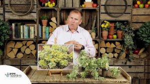 Sedum takesimense 'Atlantis' Stonecrop