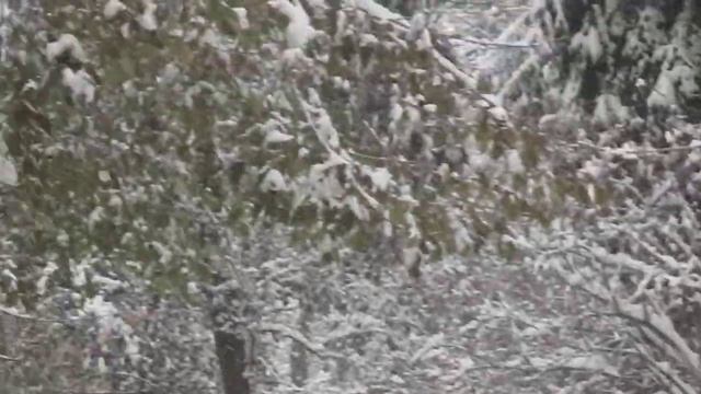 Зимний день в Кисловодском парке. смотреть онлайн