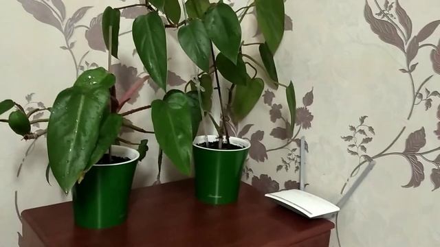 Растение для ТЕМНОГО уголка.| Не ДЕКАБРИСТ и не РОЖДЕСТВЕННИК, а КИТАЙСКИЙ НОВОГОДНИК ?. смотреть онлайн