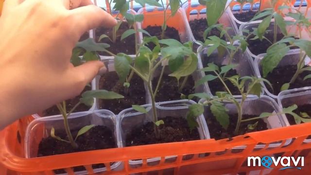 Пикированная рассада томатов и цветов I Рассада томатов I Рассада цветов смотреть онлайн