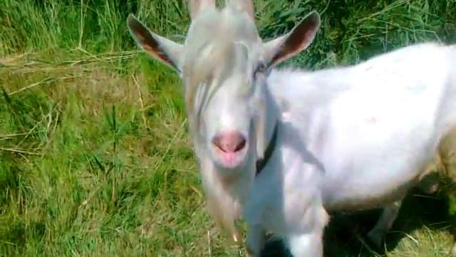 коза пьёт воду смотреть онлайн