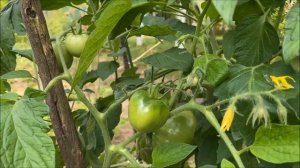 Томат "Ляна" в 2023 году, краткий обзор