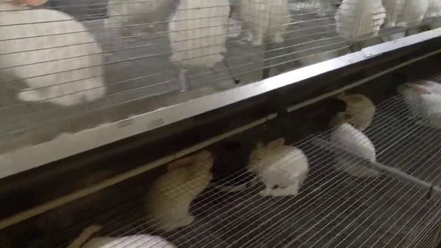 16.08.20 Дозированное кормление кроликов на кроликоферме смотреть онлайн