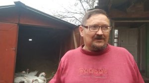 Отбор гусей на племя.