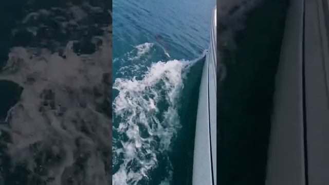 🐬Дельфины чёрного моря: белобочки #blacksea #dolphins #yacht #дельфины #Delphinus смотреть онлайн