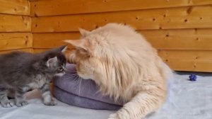 ?Мейн-кун все о породе| Порода кошки Мейн-кун| Порода котов и кошек 2023?