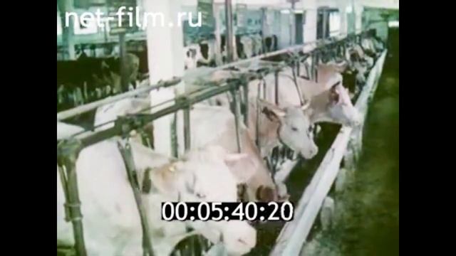 1982г. совхоз Красный Октябрь Стародубский район Брянская обл. смотреть онлайн