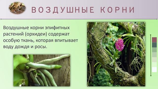 Видоизменения корней. Биология 6 класс. смотреть онлайн