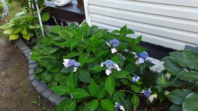 Август в саду Девятой реальности?Гортензии?Хосты-гиганты? Голубика?Томаты?27.08.2022г? смотреть онлайн