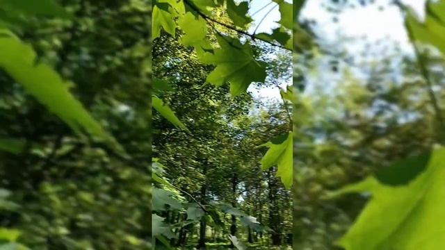 Тренировка мышления изобилия фокусируясь на изобилии природы. смотреть онлайн