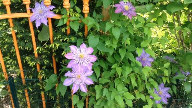 Flowering Vines with Nathan Urben смотреть онлайн