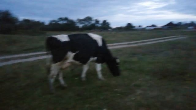 ТИХИЙ ВЕЧЕР В ДЕРЕВНЕ!ЗАБИРАЕМ КОРОВ С ПОЛЯ!НОВОСТИ !МНОГО ВСЕГО СДЕЛАЛА ЗА ДЕНЬ!БАБЬЕ ЛЕТО! смотреть онлайн