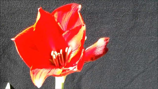 Time lapse of a Flower blooming смотреть онлайн