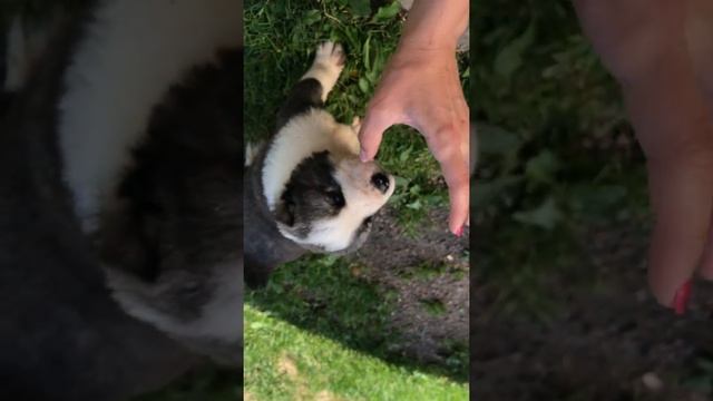 Как выглядит Алабай || Щенок Алабая 1 месяц || Маленький Волкодав смотреть онлайн