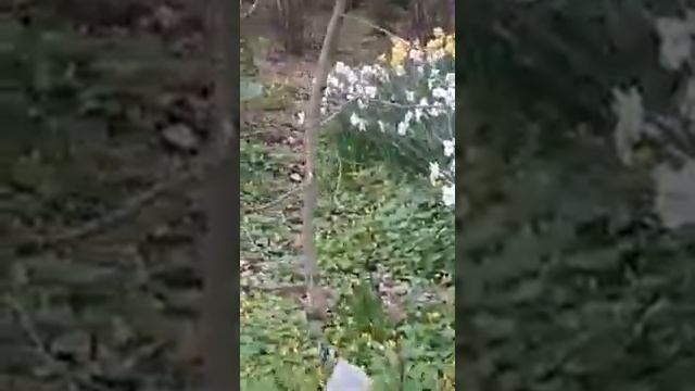 Обнаружили! Магнолия kobus! смотреть онлайн