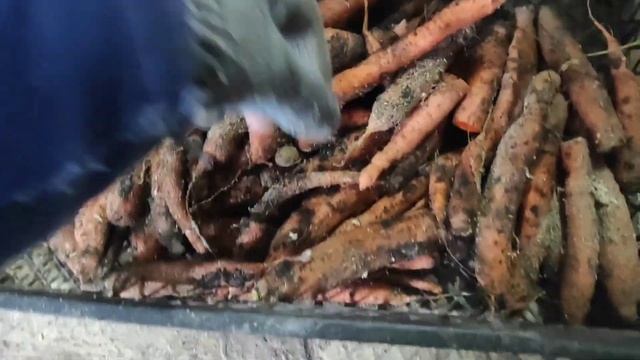 ОПЫТ: Как и ГДЕ ХРАНИТЬ МОРКОВКУ зимой. Как сохранить свою МОРКОВЬ до ВЕСНЫ смотреть онлайн