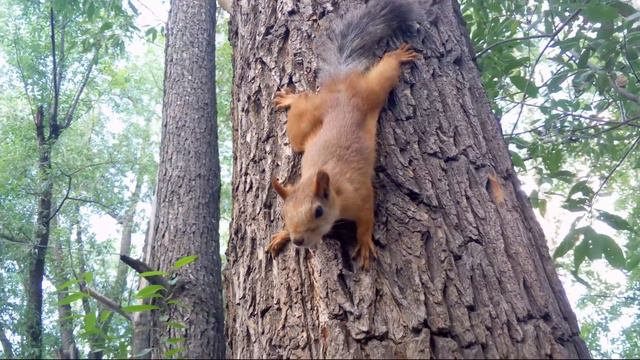 А мы тут гуляли возле дома и встретили белочку! смотреть онлайн