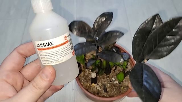 ВНЕСИ в ЗАМИОКУЛЬКАС, чахлый куст оживет и сможет дать 11 новых листьев в течение месяца смотреть онлайн